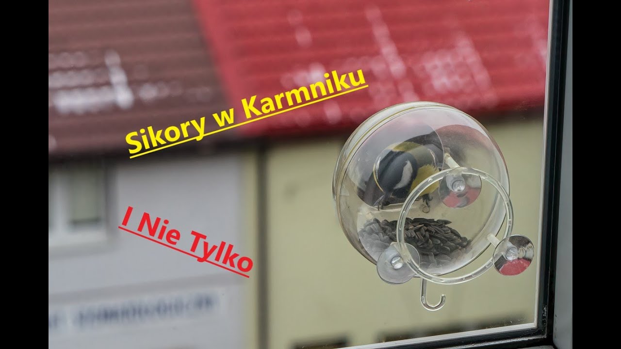 #2 Sikory w Karmniku i Nie Tylko