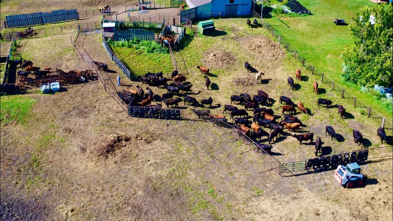 A Day On A South Dakota Cattle Ranch!