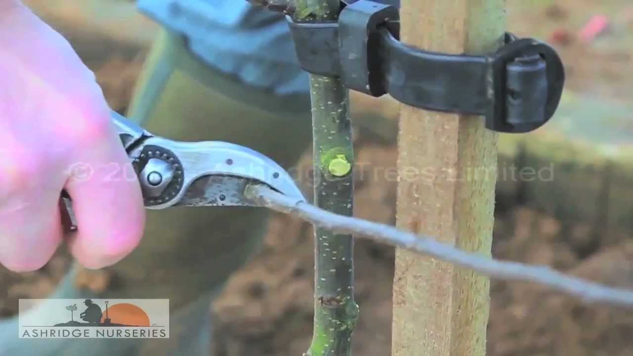 Pruning a 2-year-old Fruit Tree: Bush