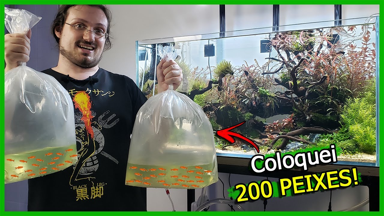 Coloquei 200 Peixes de uma VEZ no AQUÁRIO Plantado!