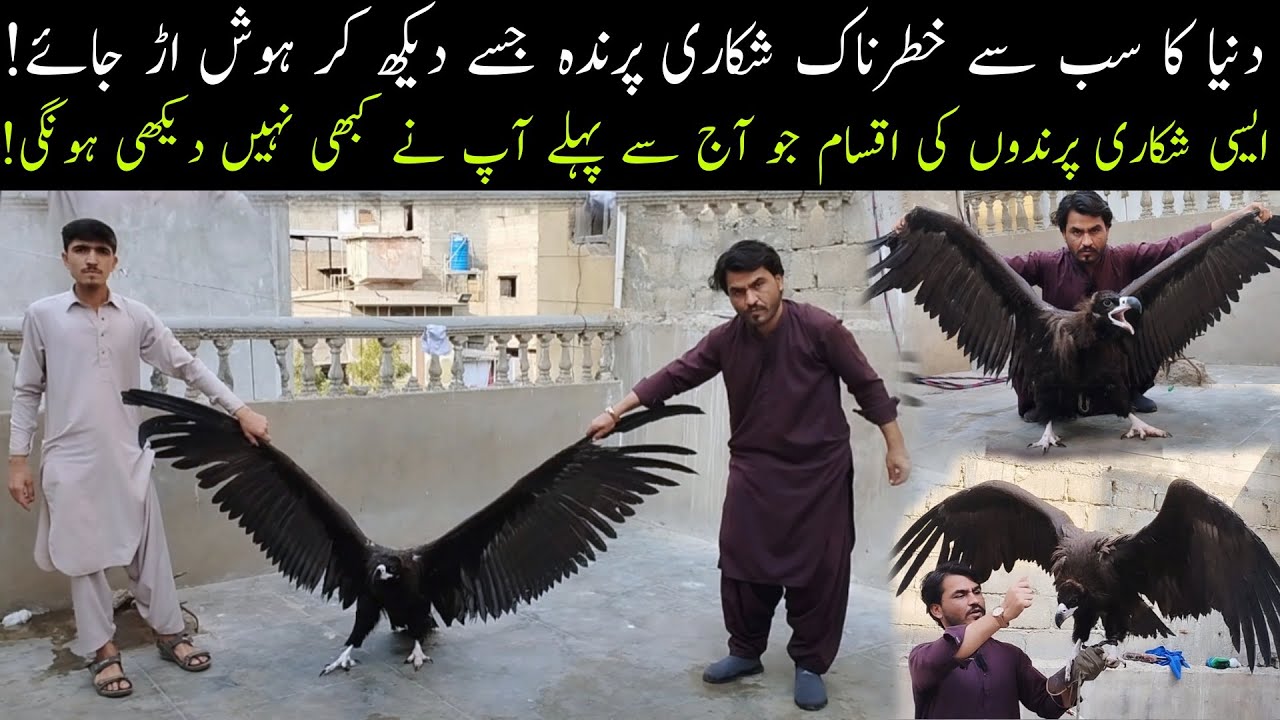 World Most Dangrous Hunting Birds  😲 Vulture Falcons Golden Eagles Shikra Baz in Saddar Market