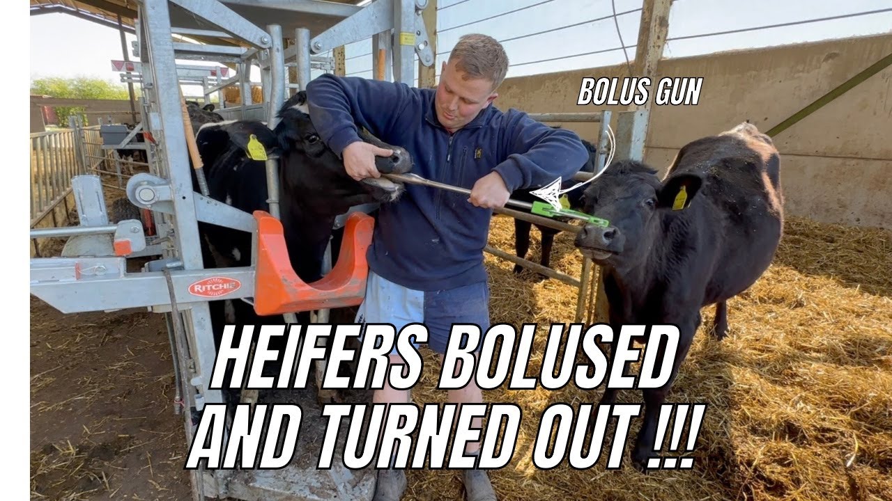 HEIFERS BOLUSED AND TURNED OUT!!!