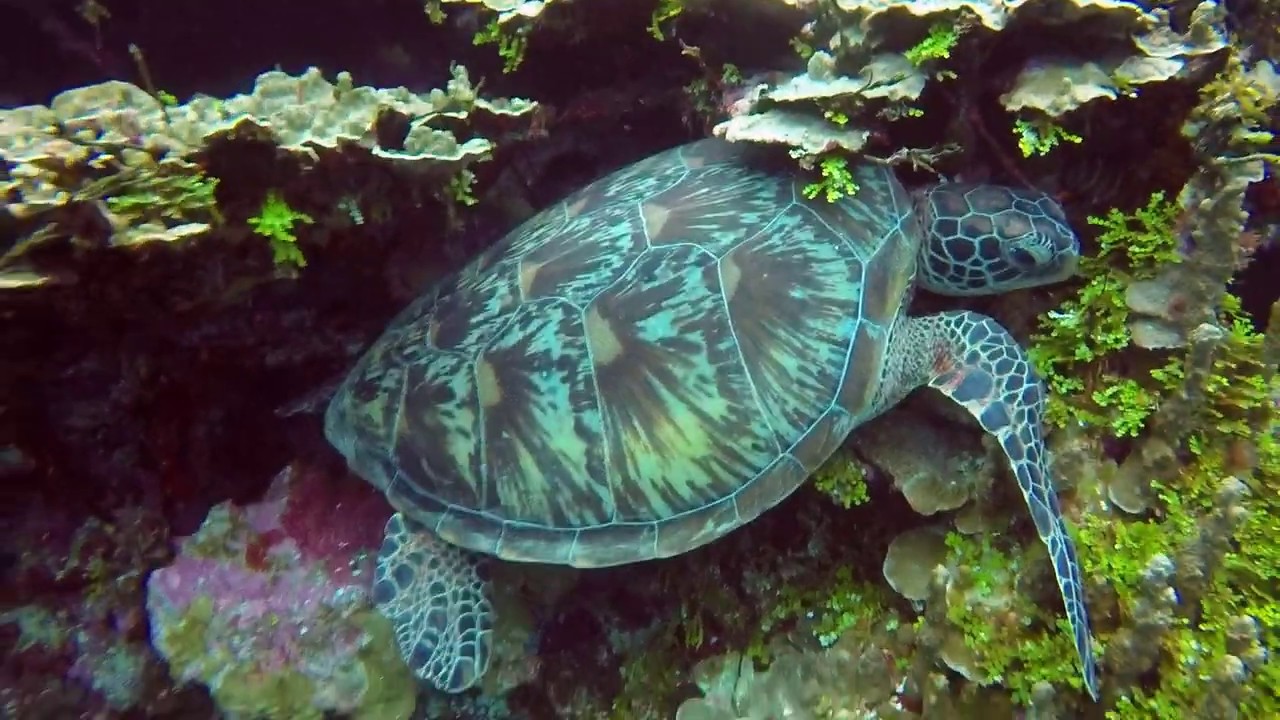 Diving with the beautiful Sea Turtles of Gab Gab