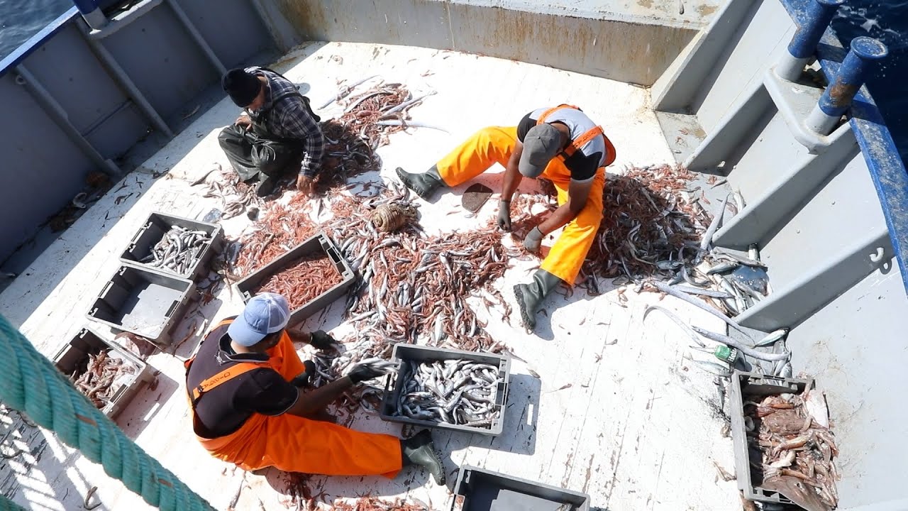 Μια μέρα ψαρέματος με μηχανότρατα στη Λέσβο