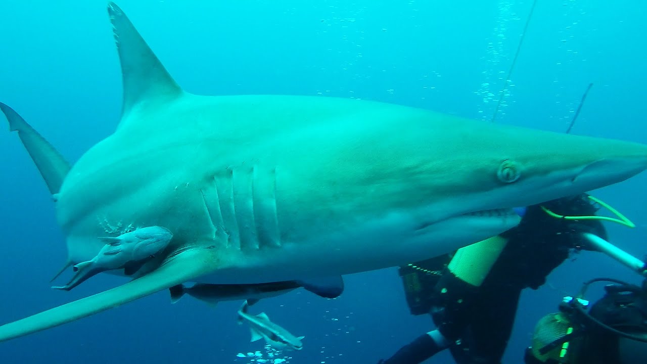 BLACKTIP SHARKS BAITED DIVE. ALIWAL SHOAL SOUTH AFRICA.