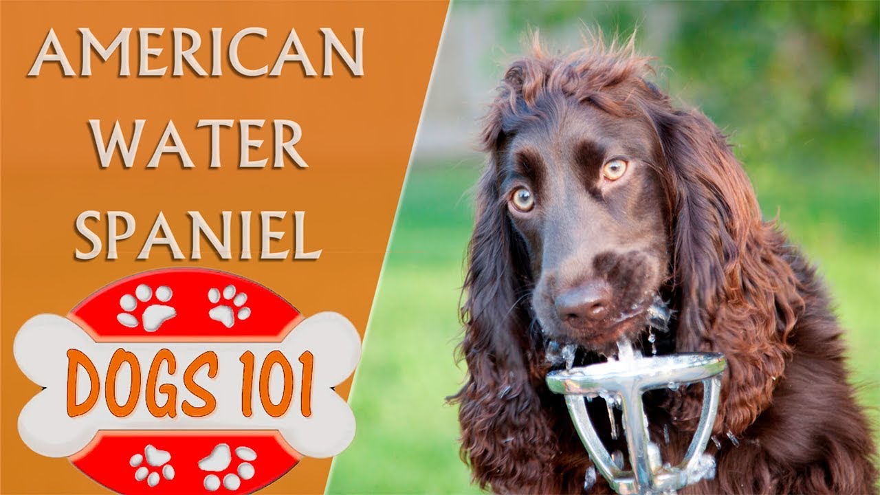 Dogs 101 - AMERICAN WATER SPANIEL - Top Dog Facts About the American Water Spaniel