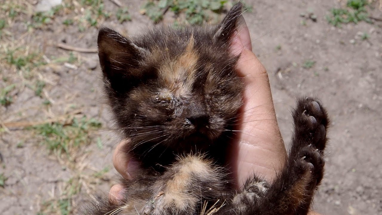 Blind And Lonely Kitten From The Streets Gets A Chance To Live ❤️