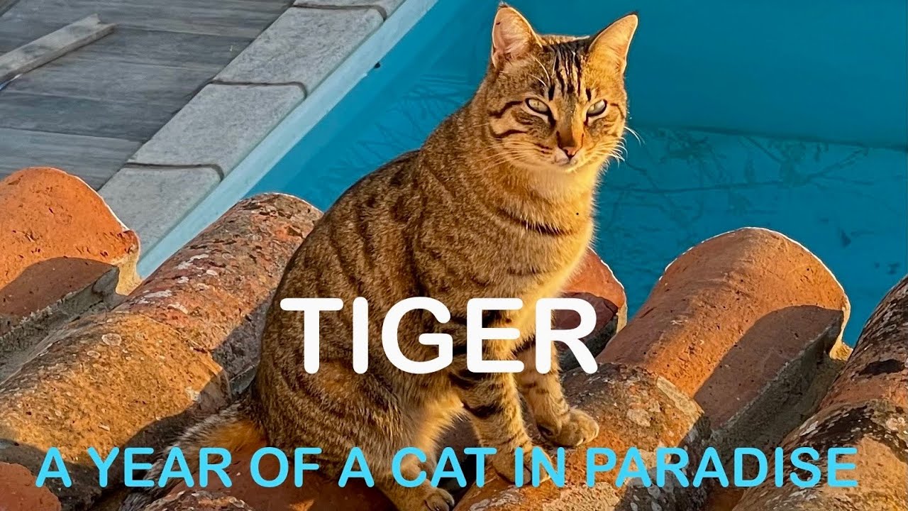 Jan 13, 2024: Tiger - A faithful companion at my farmhouse in the Algarve in Portugal 🇵🇹