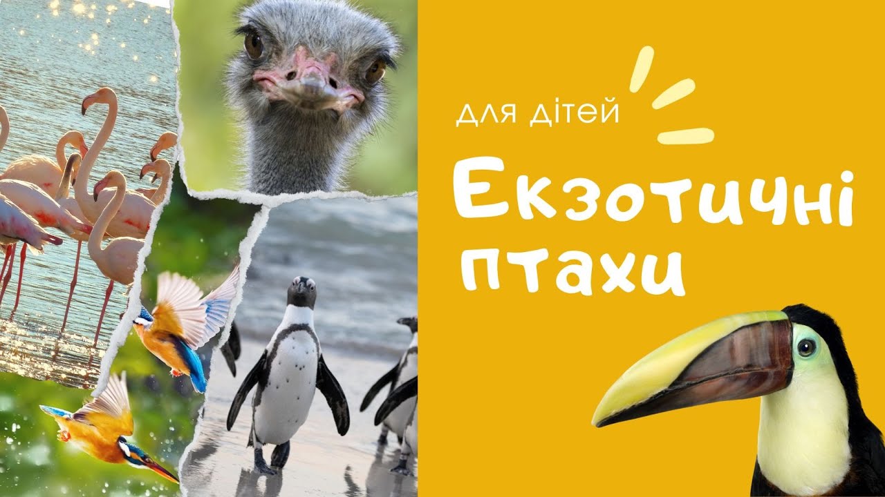 Екзотичні птахи. Пізнавальне відео ДЛЯ ДІТЕЙ УКРАЇНСЬКОЮ. Відео та звуки птахів а також цікаві факти