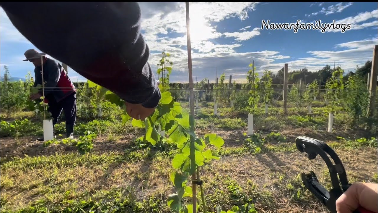 Kuli kebun NZ sedang mau kerja dulu Deleterals sama taping pohon anggur