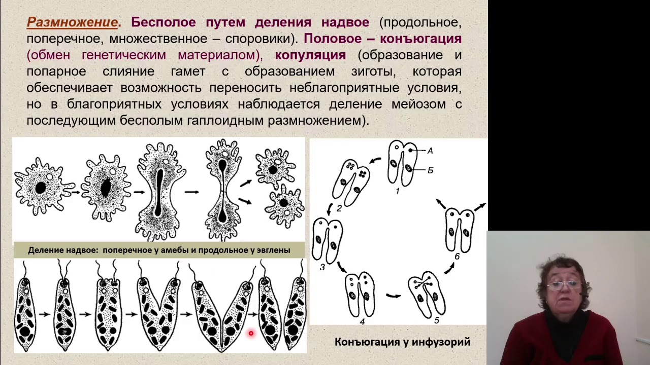 Биология. Простейшие - паразиты человека