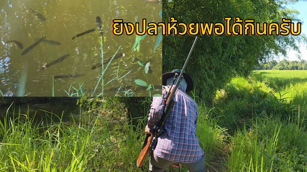 ยิงปลาตามห้วยพอได้ทำกับข้าว ด้วยปืน.22