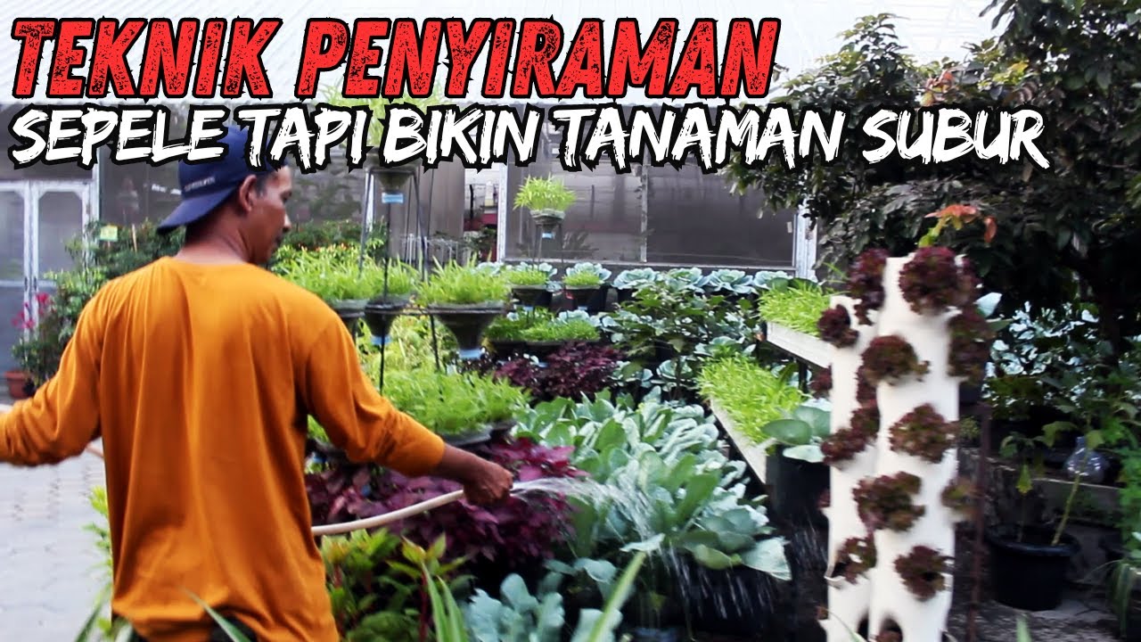 Sebagus Apapun Pupuk dan Media Tanam, Tanaman akan Kurang Gizi kalau Teknik Penyiraman Kurang Pas
