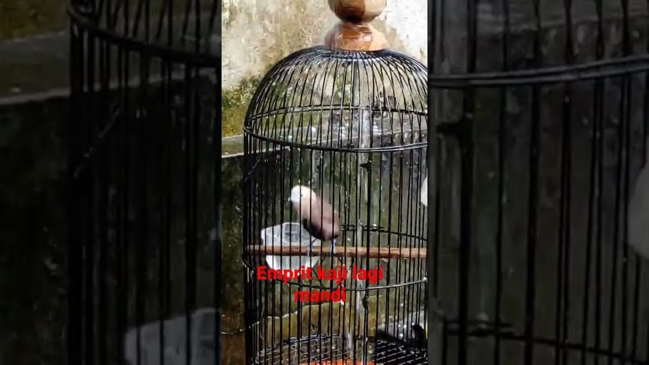 emprit kaji seharga 1,2 jt