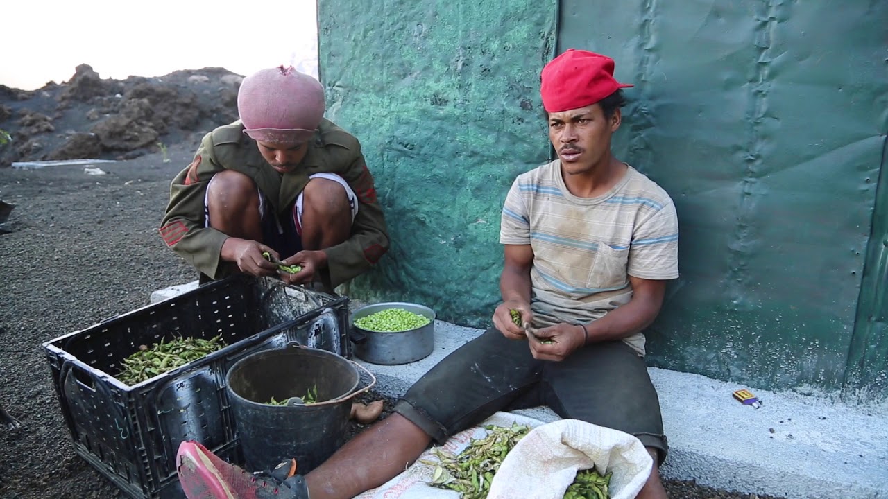 Cabo Verde Fogo Cha das Caldeiras Farmers / Cap-Vert Fogo Cha das Caldeiras Agriculteurs