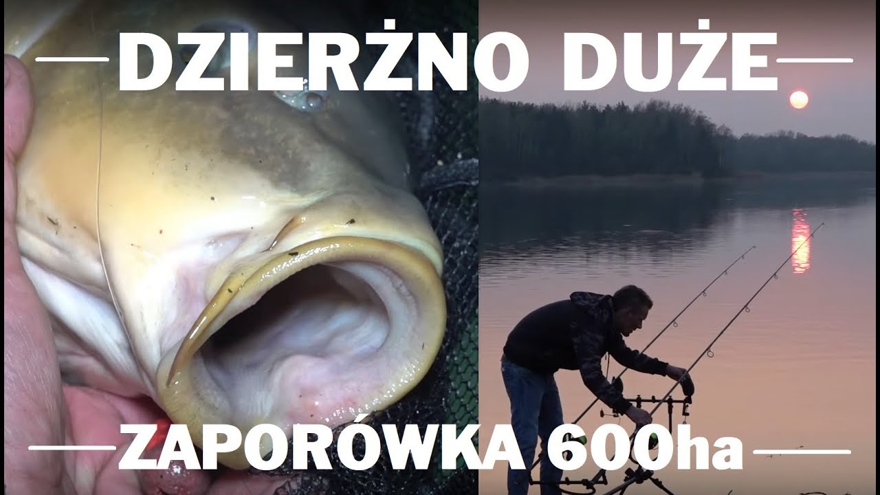 DZIKIE KARPIE Z ZAPORÓWKI 600HA // DZIERŻNO DUŻE