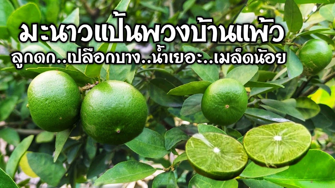 มะนาวแป้นพวงบ้านแพ้ว..ลูกดก..เปลือกบาง..น้ำเยอะ..เมล็ดนัอย