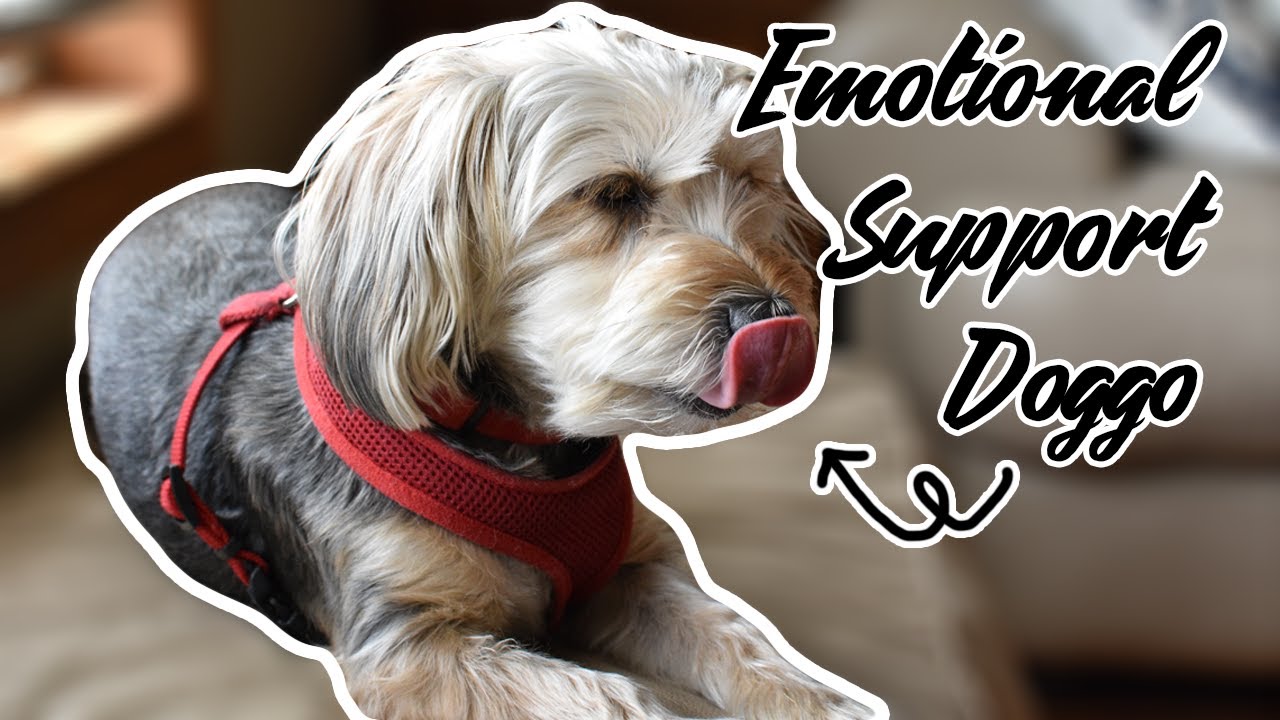 My emotional support dog | How I got her, how she helps my depression and anxiety, and lessons