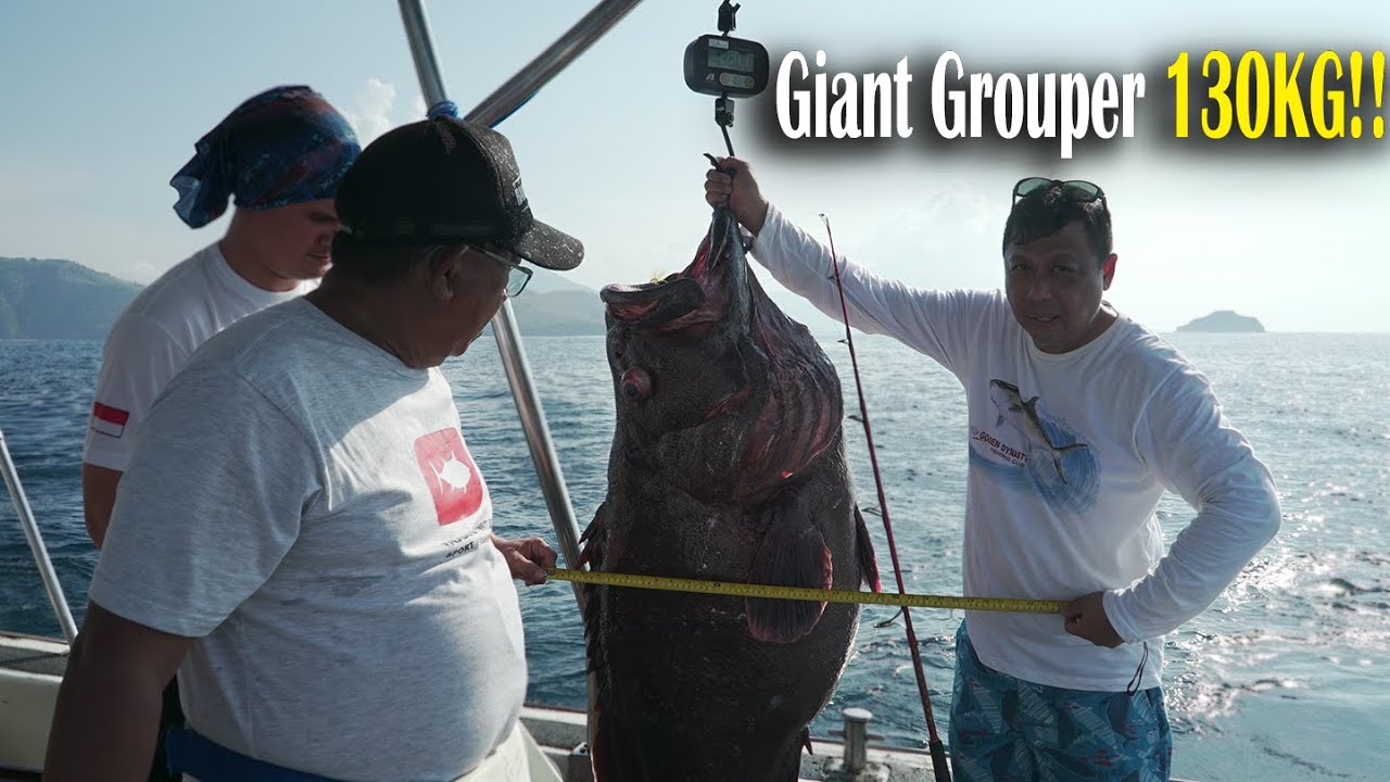 Strike Grouper Monster 130Kg!