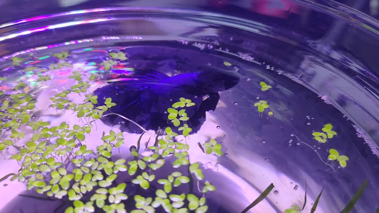 PURPLE BETTA FISH