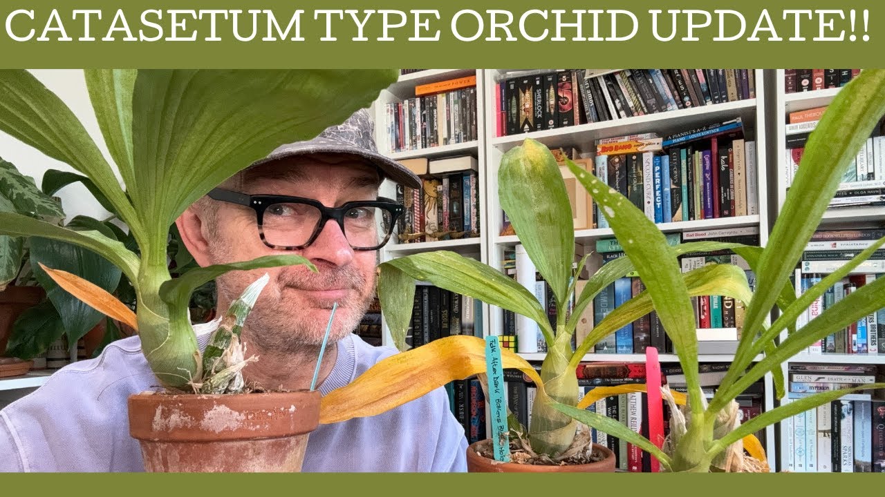 Catasetum type orchid care update!
