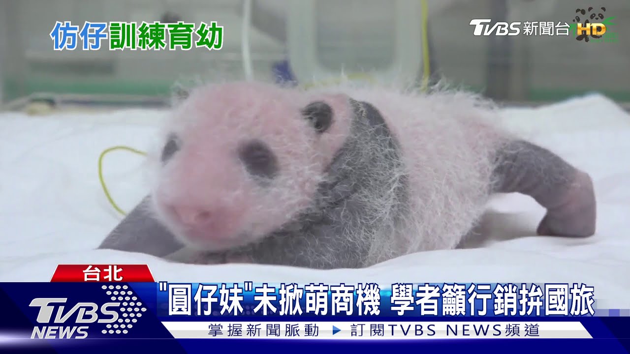 呆萌