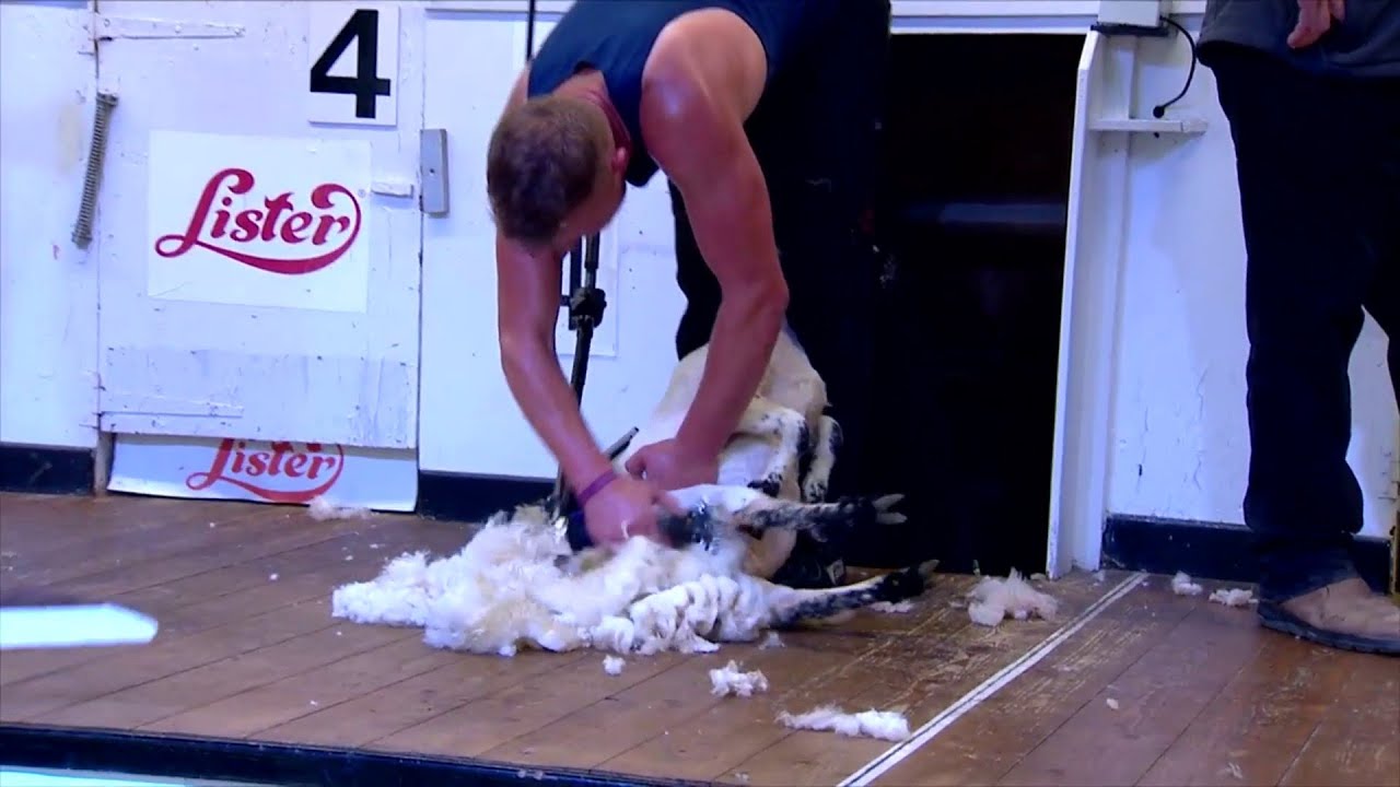 Cneifio Cymru | Welsh Shearing