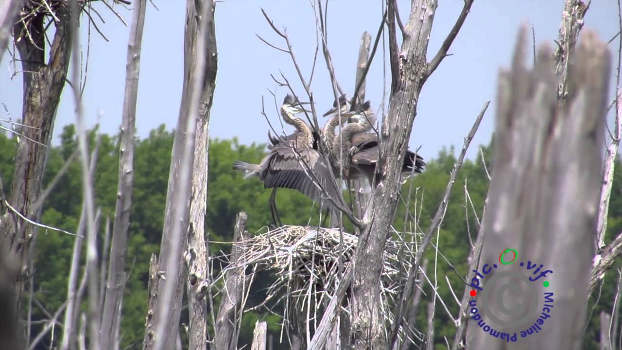 Prises de bec pour héronneaux. Heron babies have an argument