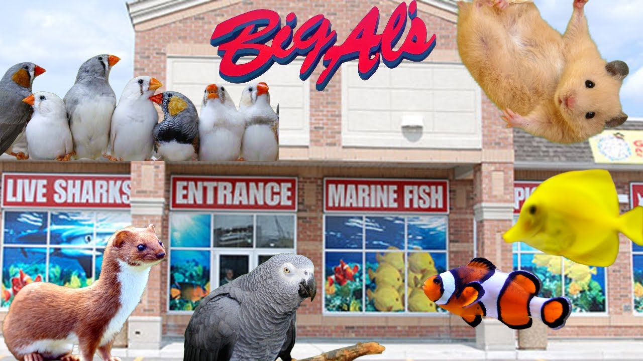 Ultimate Exotic Pet Store In Toronto | Big AL Aquarium Tour | Weasel’s , Parrots , Hamsters & more