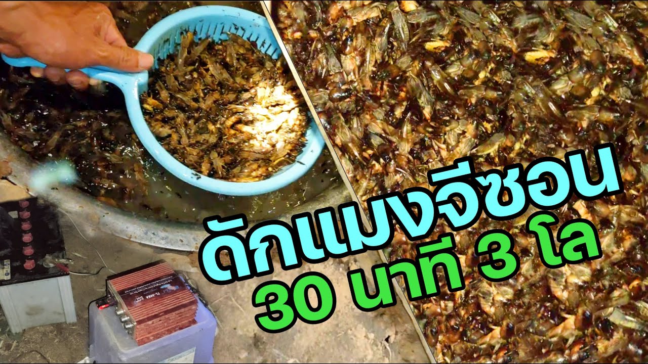 #สุดยอด‼️ ดักแมงจีซอนขั้นเทพ  Mole Cricket #ศิวะศรีแก้ว