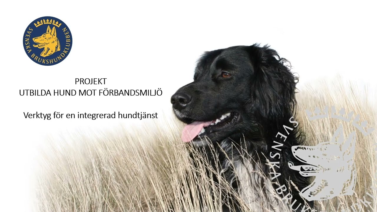 Utbilda hund mot förbandsmiljö