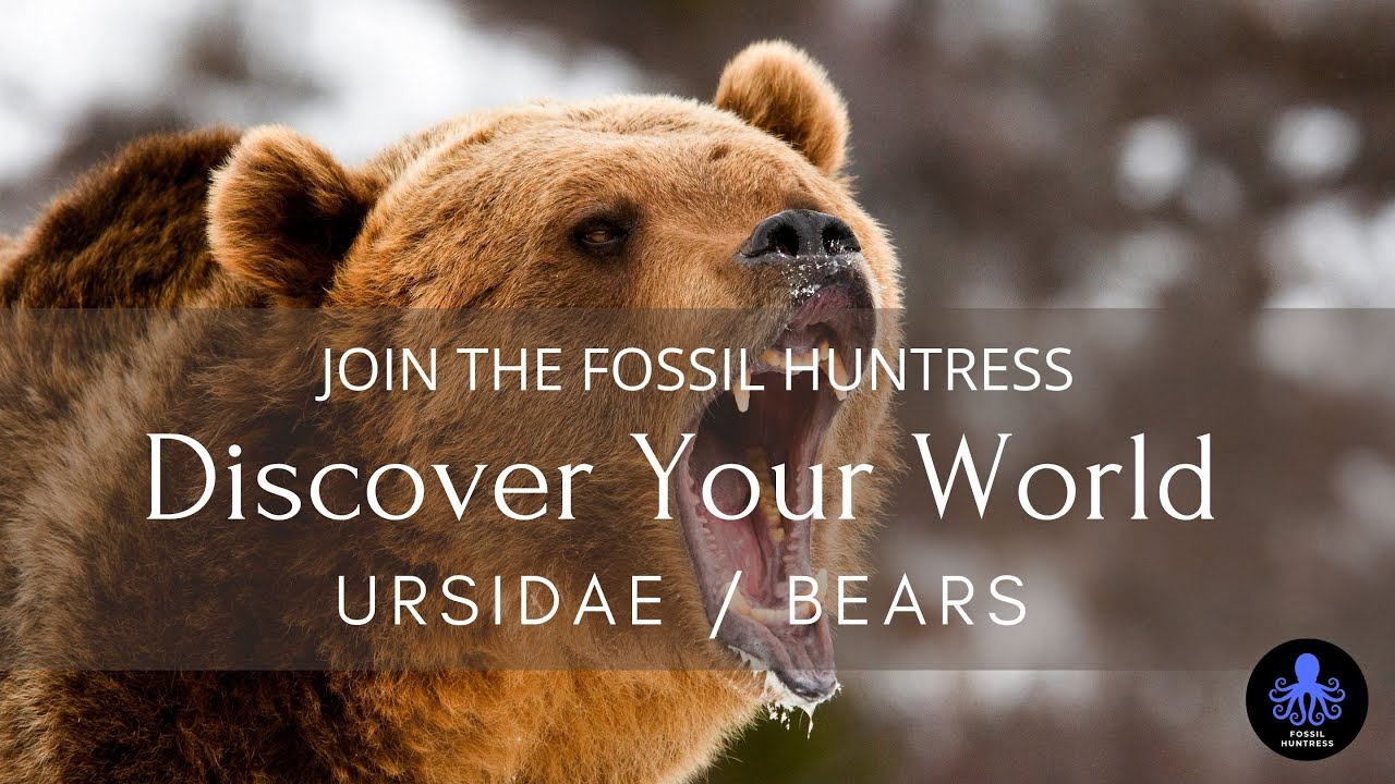 Love the Wild: Ursidae / Bears