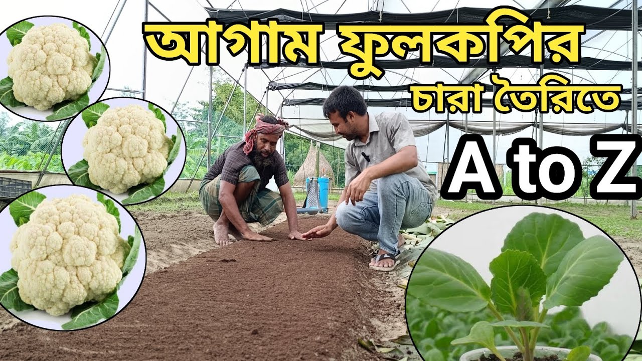 আগাম ফুলকপির চারা তৈরিতে কলাকৌশল!!!
