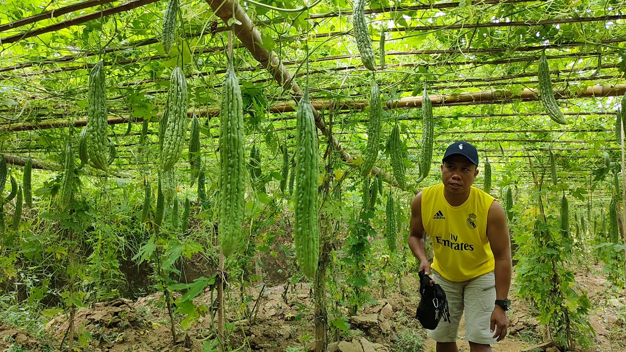 The best Ampalaya Farming