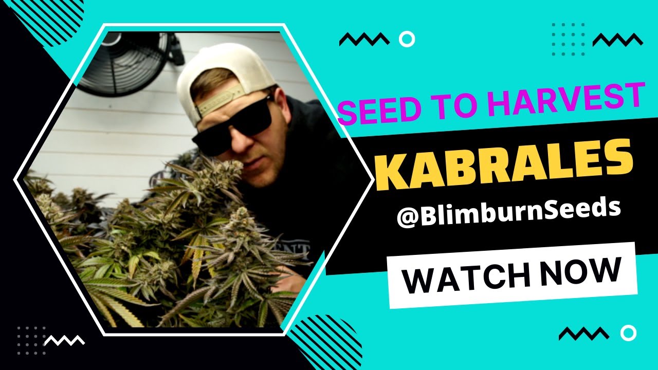 SEED TO HARVEST Kabrales by Blimburn seeds / Ac Infinity advance grow tent setup (400w ION BOARDS)