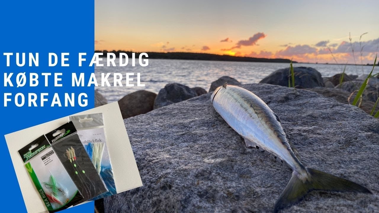 Lav makrel forfang til fiskeri fra land