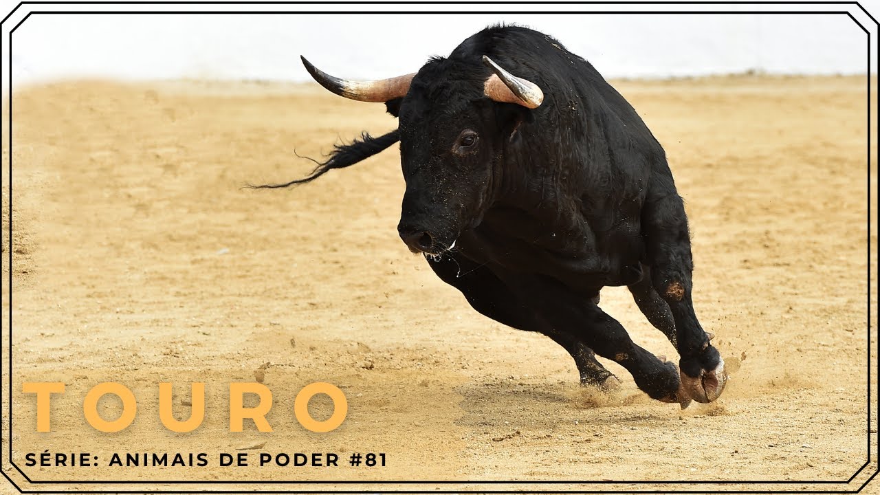 Série Animais de poder de A a Z #81- Touro | Filosofia Zen