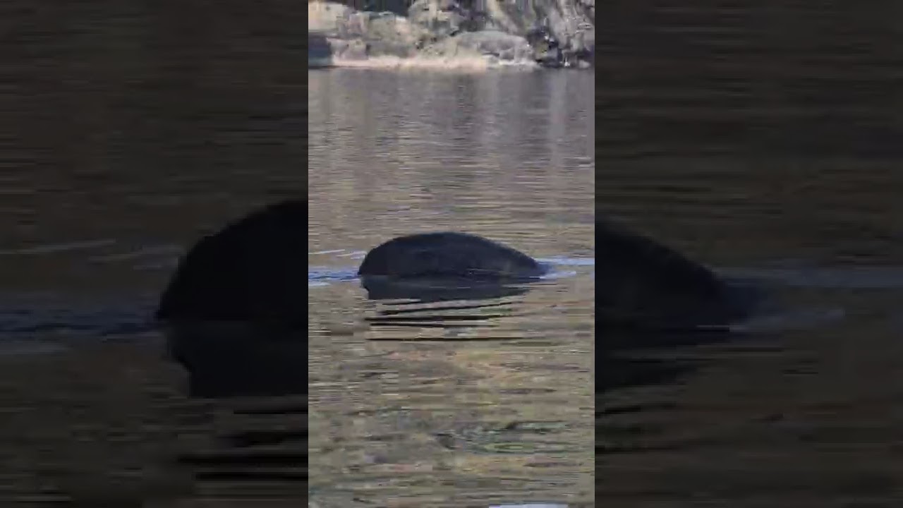 SHARK IN IRELAND - Co. Donegal
