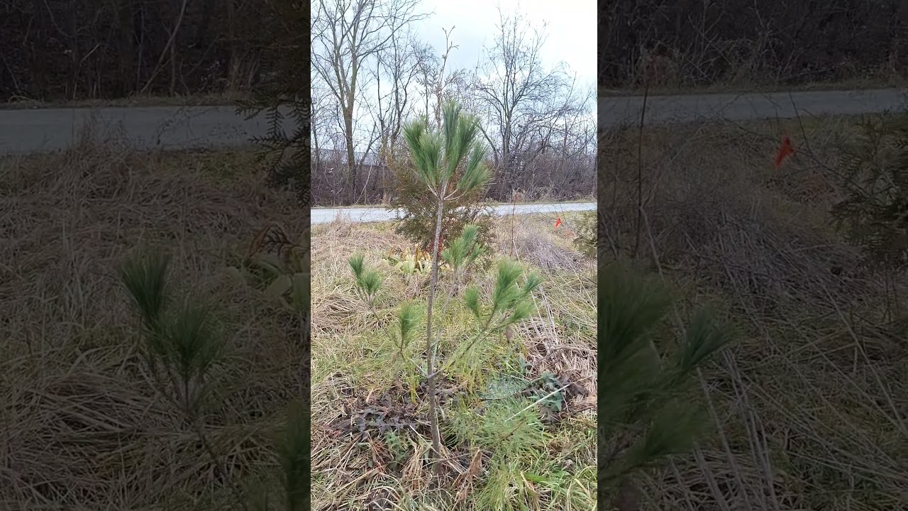 How fast do Pine trees grow versus Cedar trees? #homestead #forester #landscaping