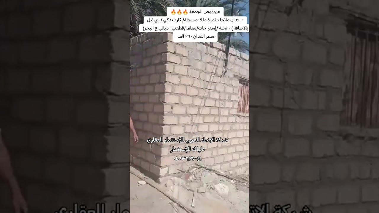 ١٠ فدان مانجا مثمرة ملك مسجلة بممييزات كتيييييير سعر الفدان ٢٦٠ ألف 