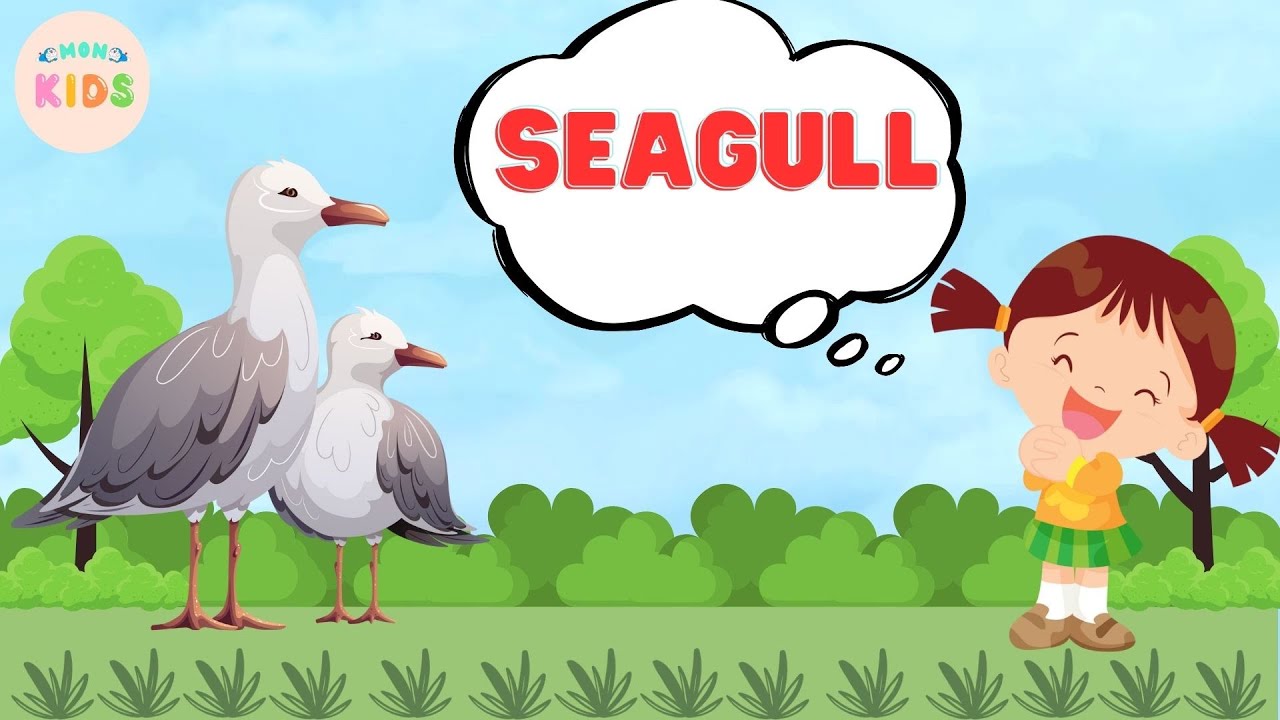 Seagull Facts For Kids - Learn All About Seagulls | MON Kids