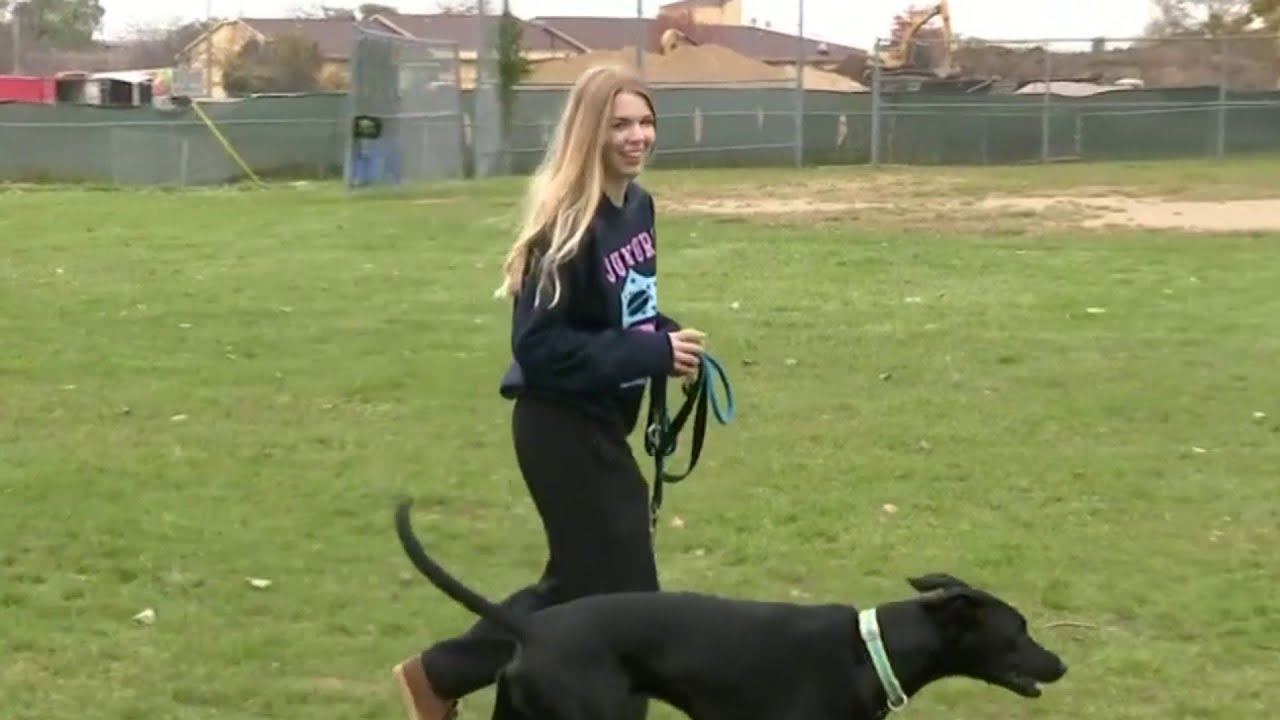 All 4 Pets: The hidden benefits of dogs