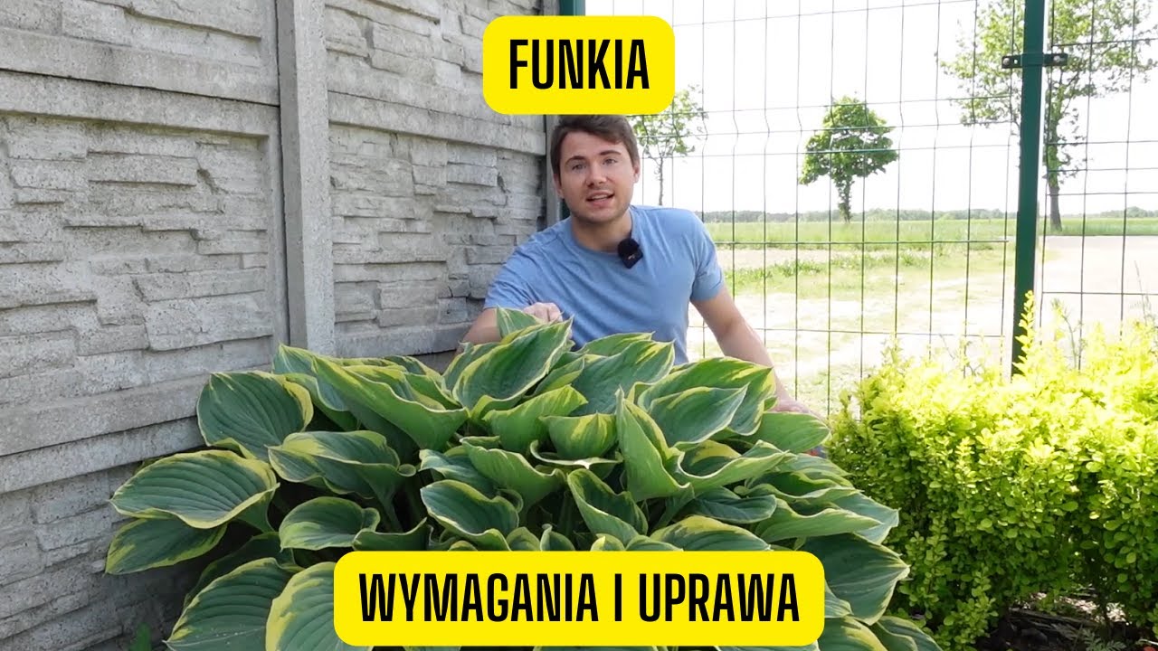 Funkia &ndash; jak uprawiać hostę w cieniu (Piękna bylina o niezwykłych liściach)