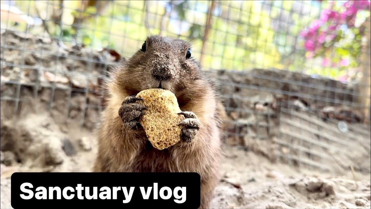 Sanctuary vlog 3-11-24