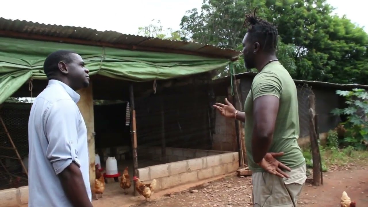 This is how you raise happy chickens | Loctaguna Organics