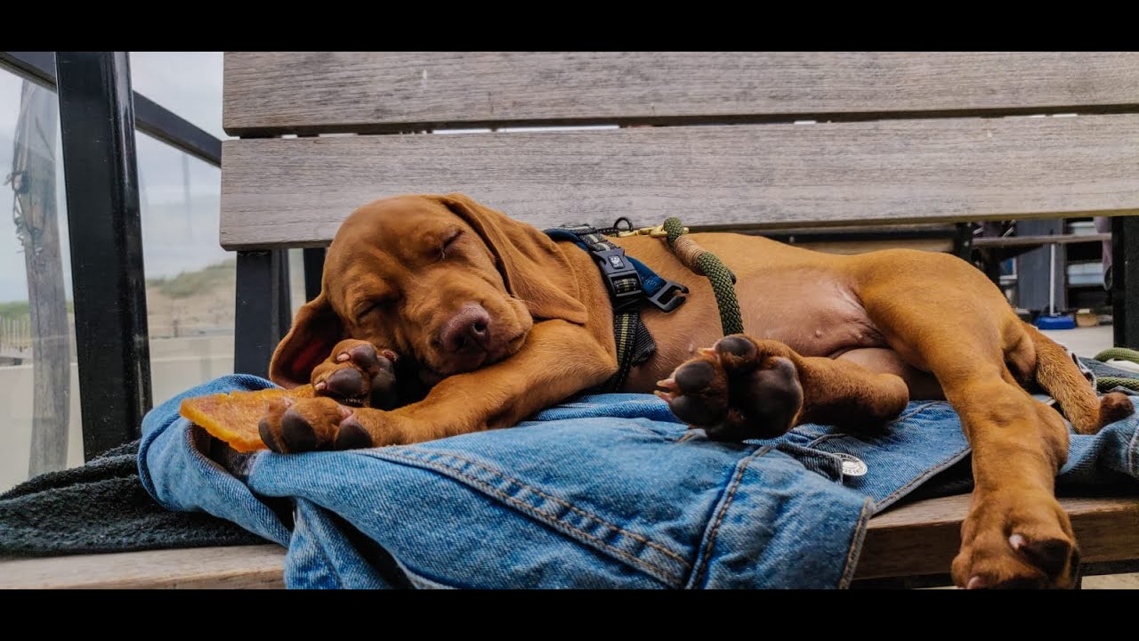 Vizsla Puppy; de eerste 9 maanden met Maple!