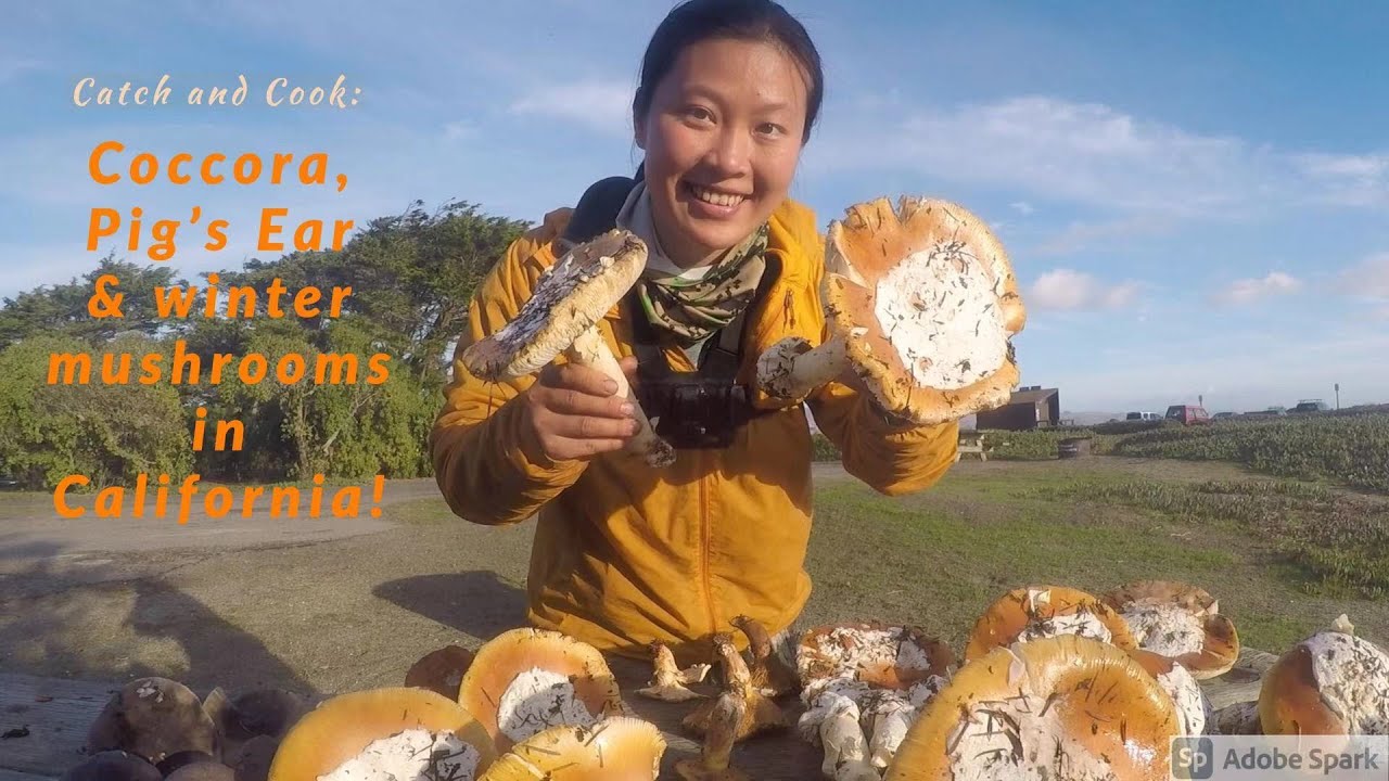 【Coccora & Pig's Ear Mushroom】Winter Mushroom forage and cook in Northern California