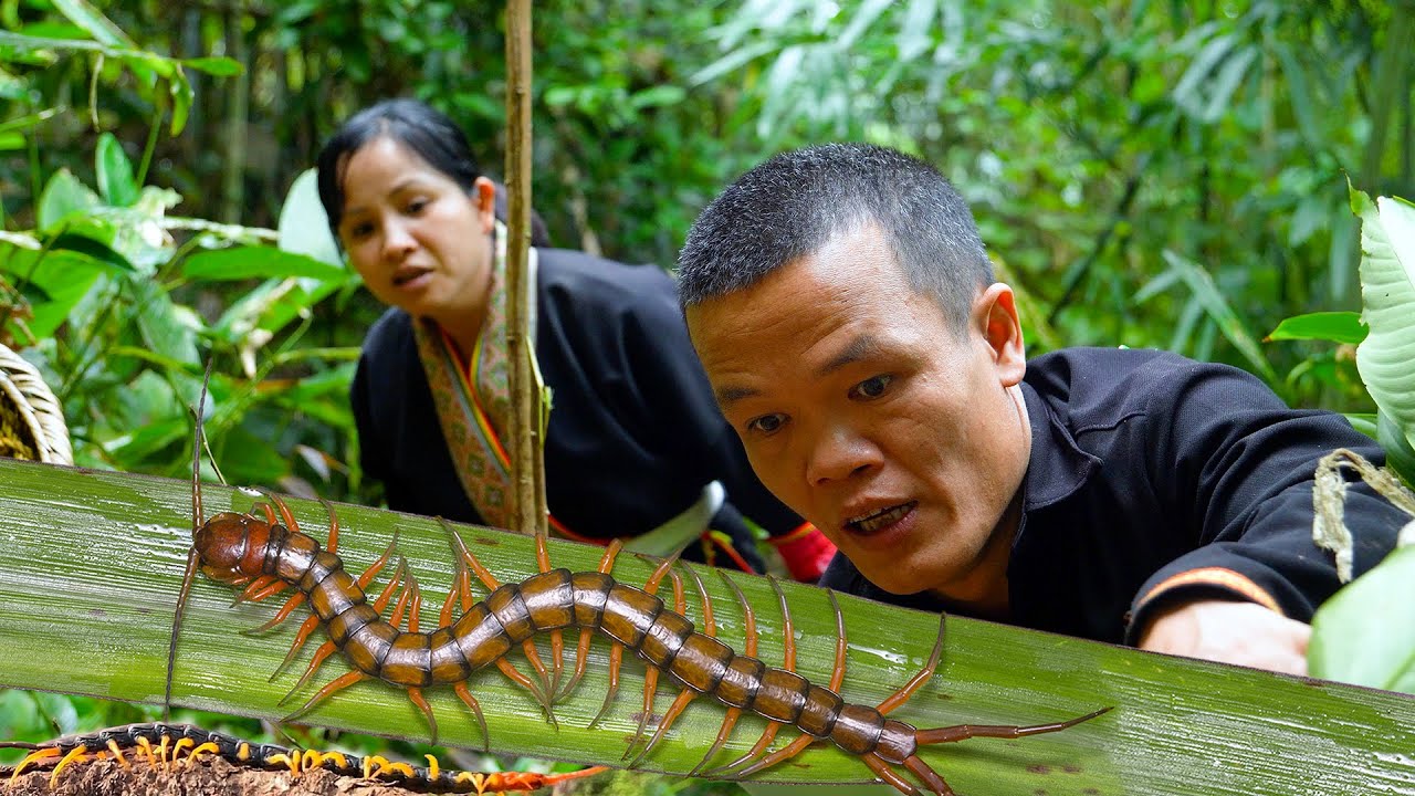 Dwarf family harvesting wild turmeric encounters ancient poisonous centipedes