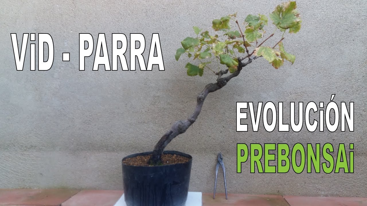 Vitis Vinífera - Evolución 2017 - 2020