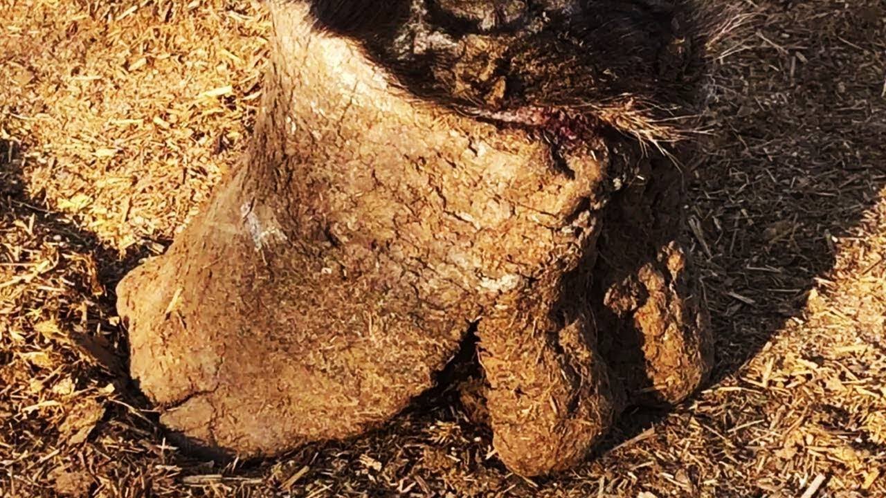 Donkey hoof cutting sound for animal rescue | ASMR